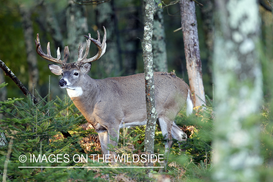 White-tailed buck in habitat. 