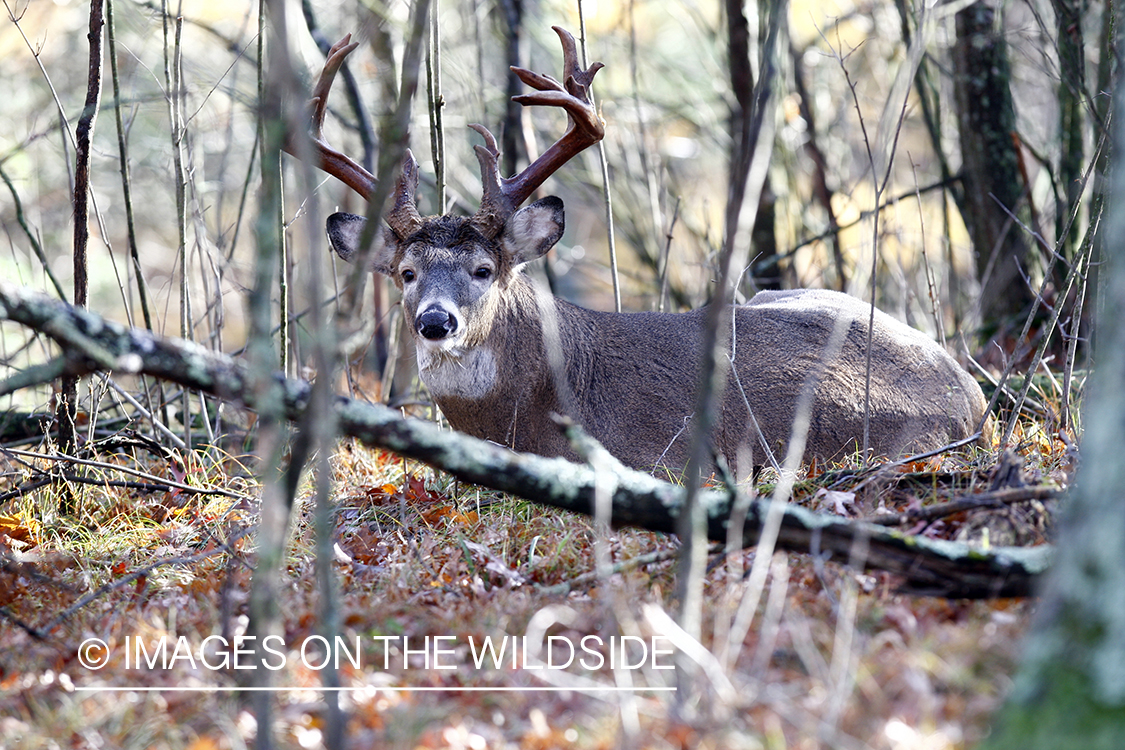 White-tailed buck in habitat.  