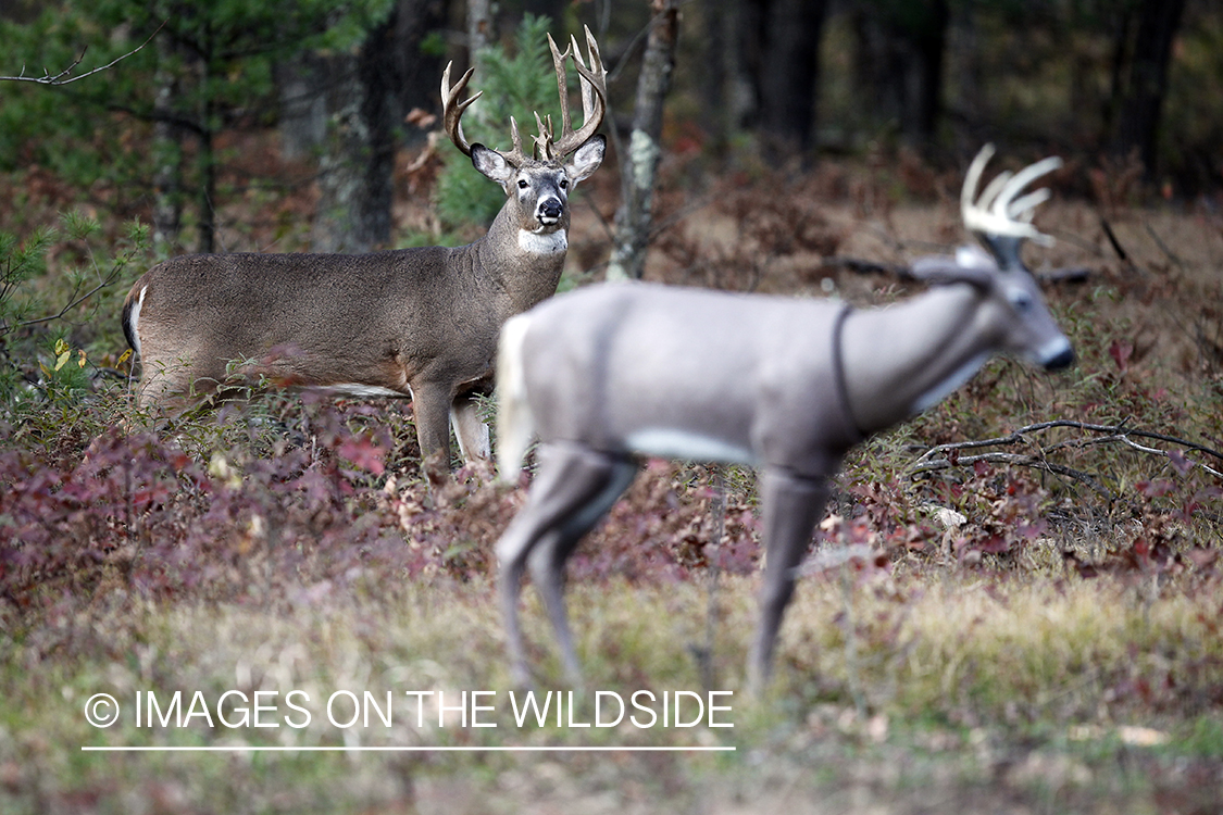 White-tailed buck with decoy. 