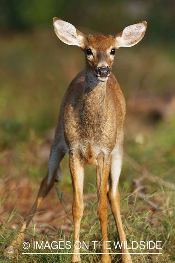 White-tailed doe in velvet.