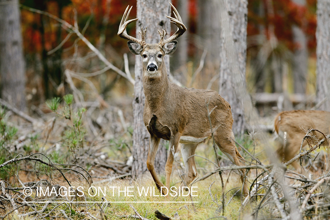 White-tailed buck in habitat.