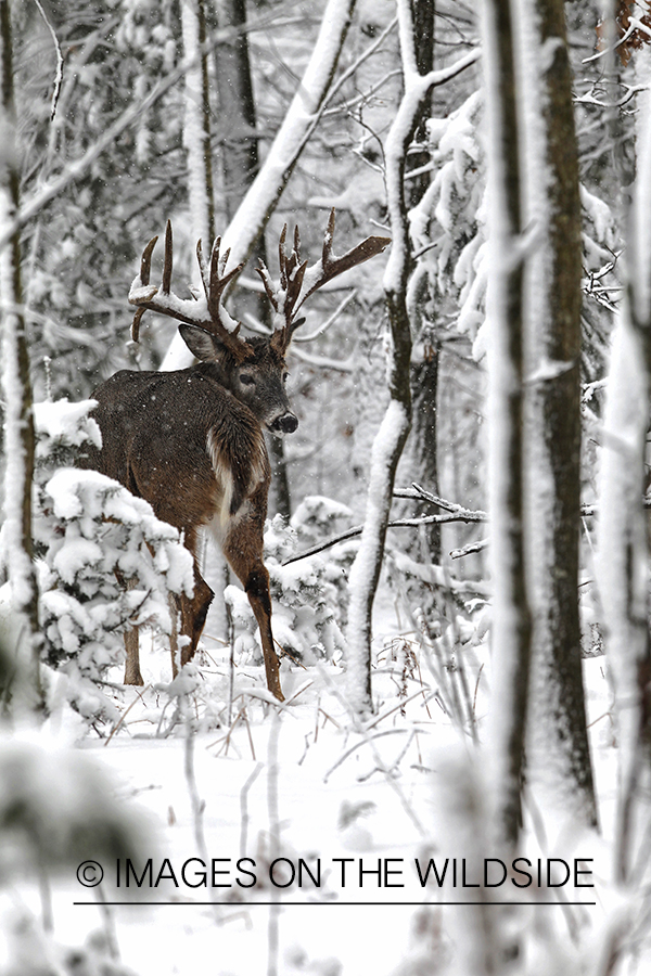 White-tailed buck in winter habitat.