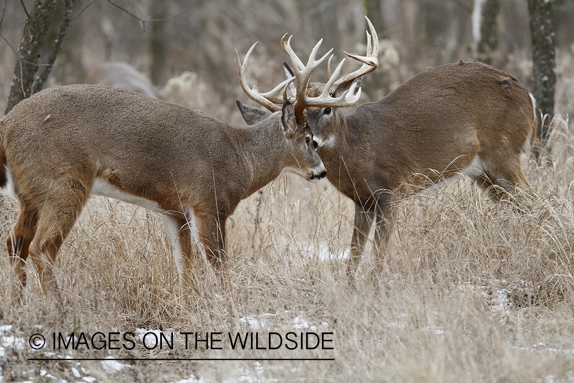 White-tailed bucks fighting.