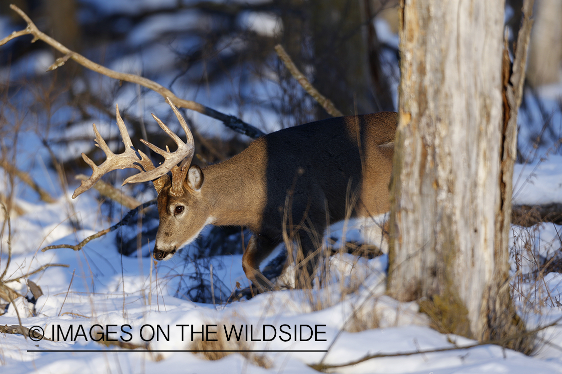 White-tailed buck in habitat.