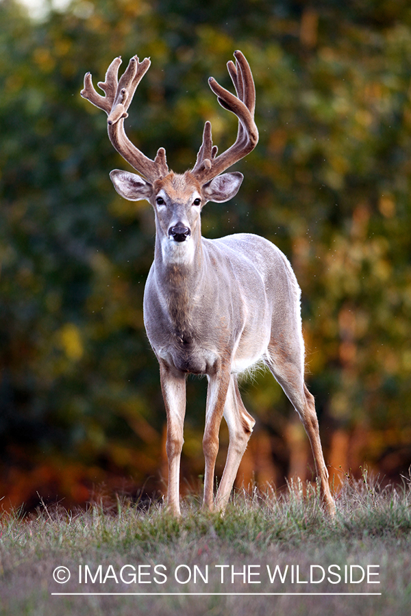 White-tailed buck in velvet.