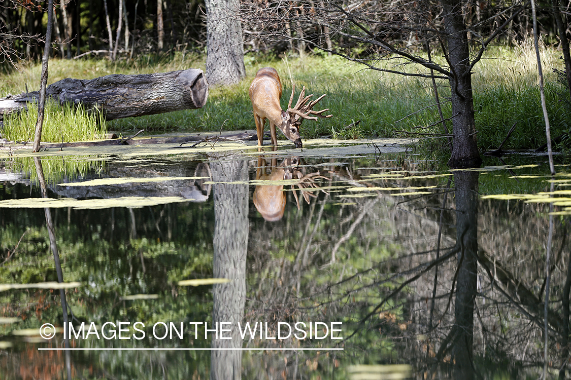 White-tailed buck drinking in habitat.