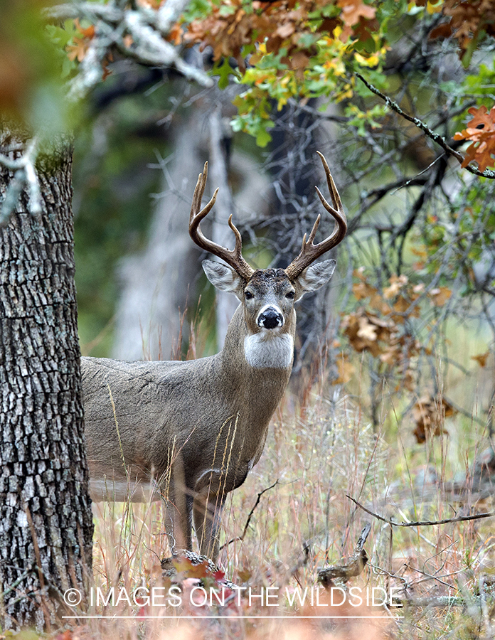 White-tailed buck in habitat. 