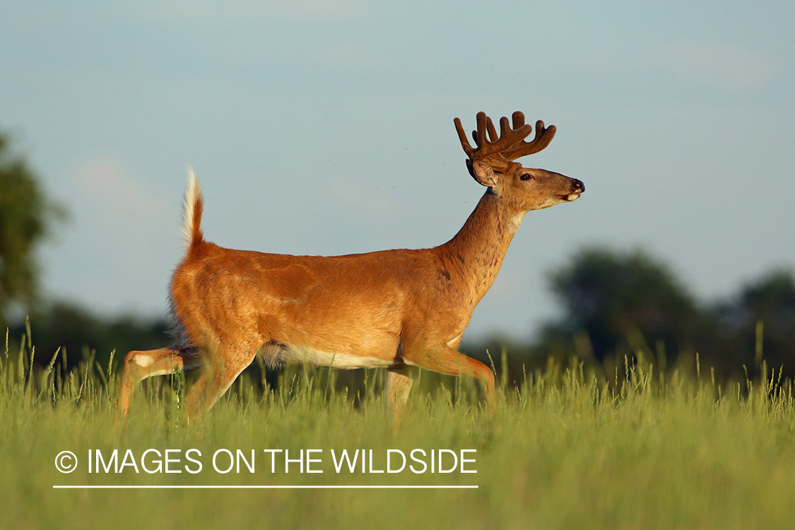 White-tailed buck in habitat.