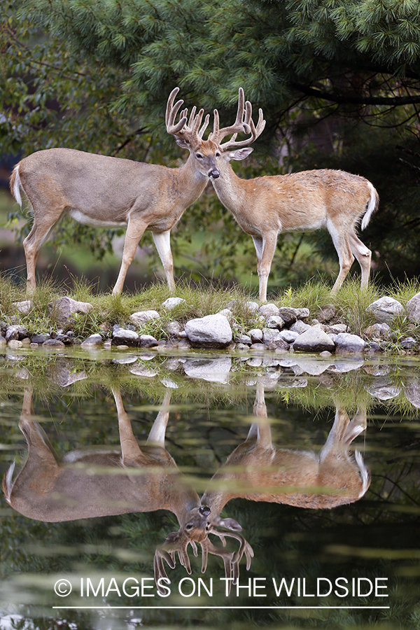 White-tailed bucks in velvet with reflection.