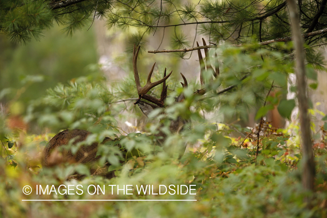 White-tailed buck bedded down in habitat.