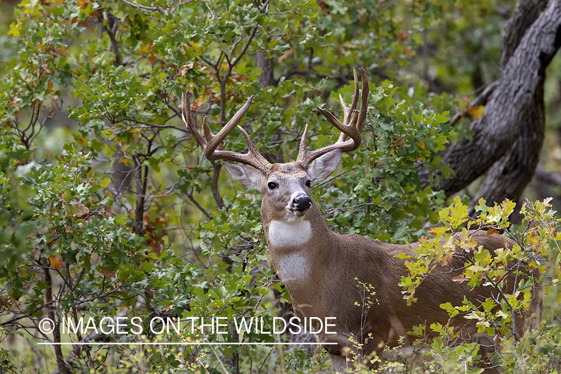 White-tailed buck in habitat.