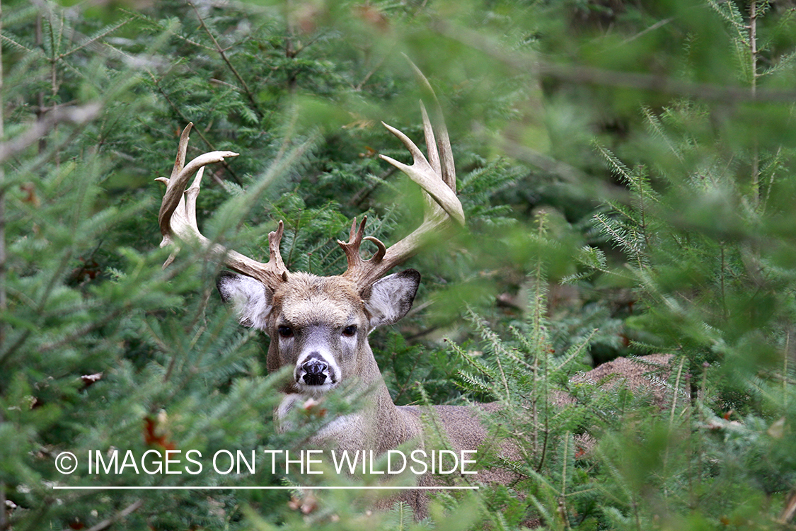 White-tailed buck bedded down.