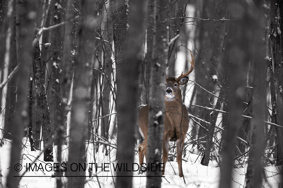 White-tailed buck in habitat.