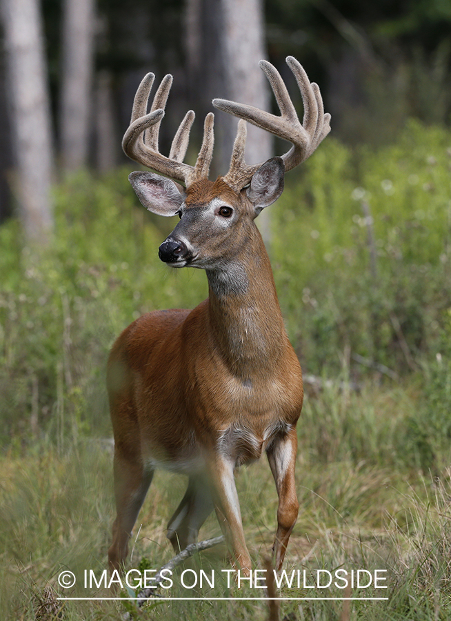 White-tailed Buck in Velvet.