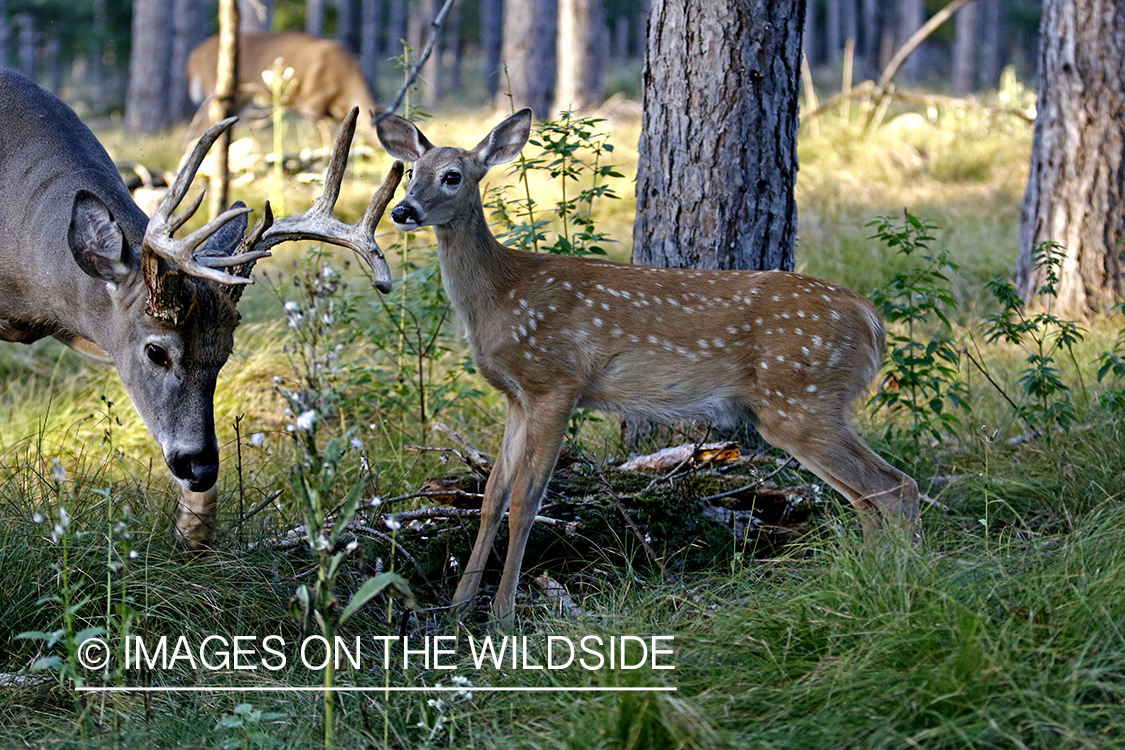 White-tailed fawn with buck.