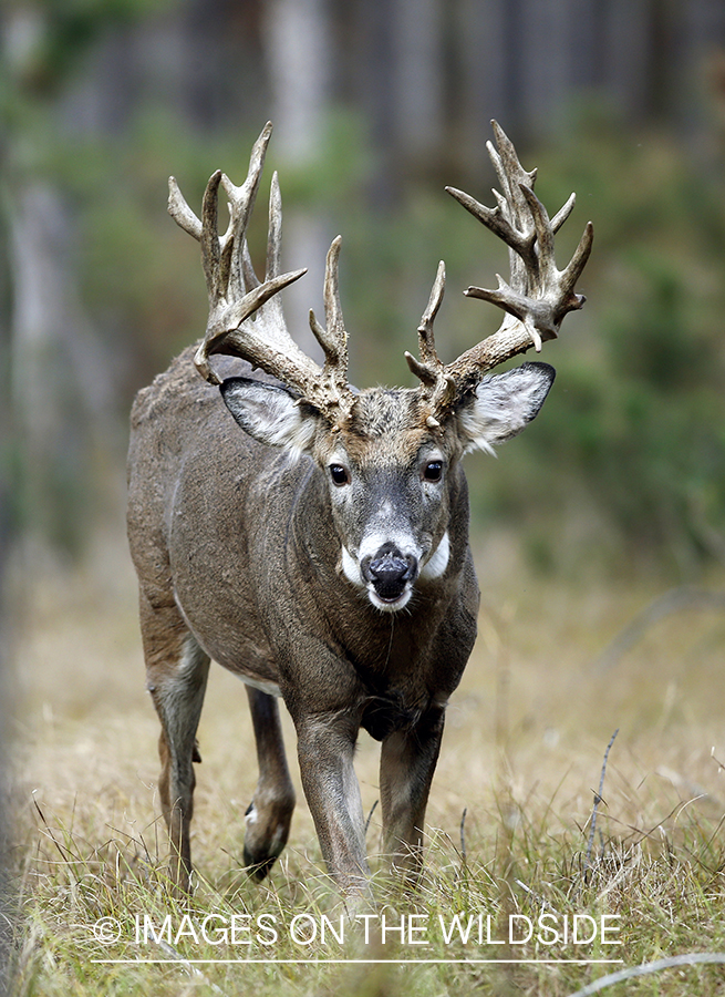 White-tailed buck in woods.