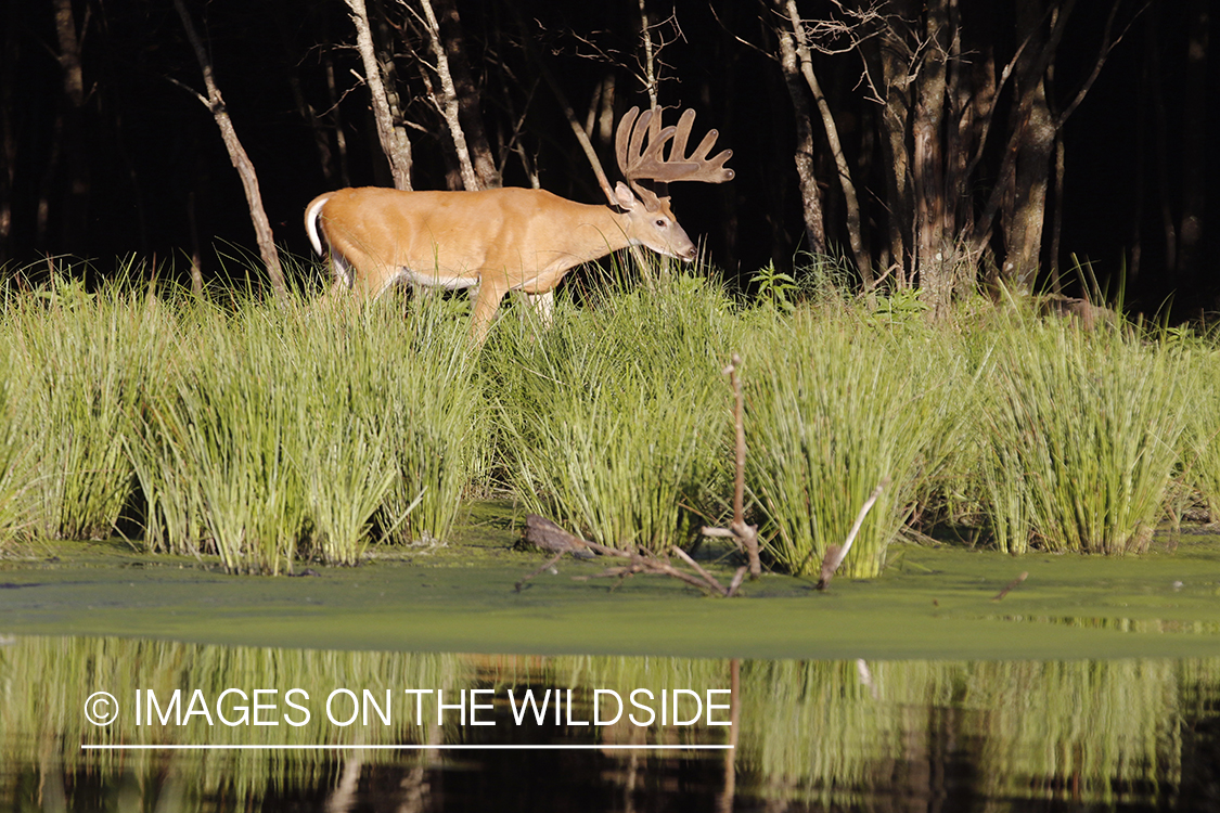 White-tailed buck in velvet next to water.