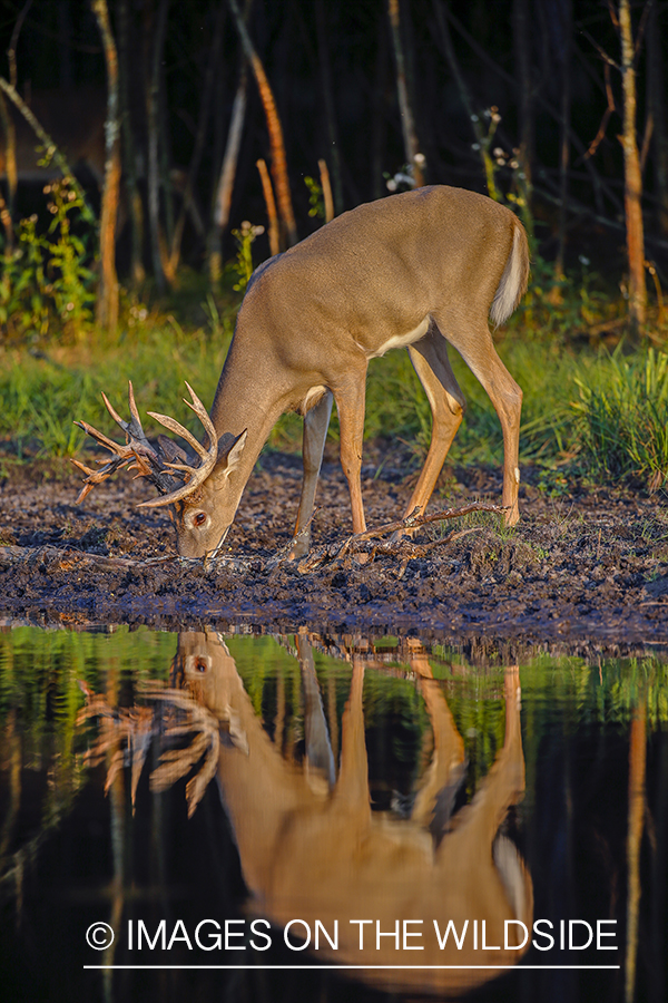 White-tailed buck drinking at waters edge.