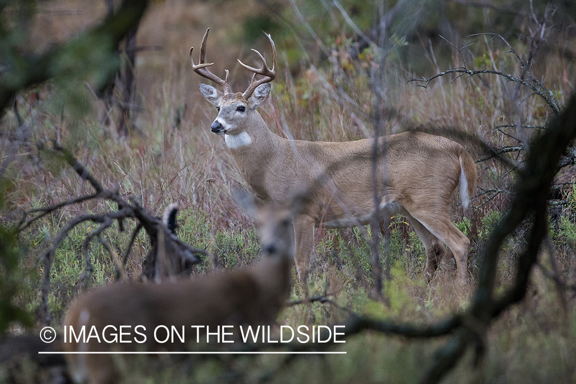 White-tailed buck in rut with doe.