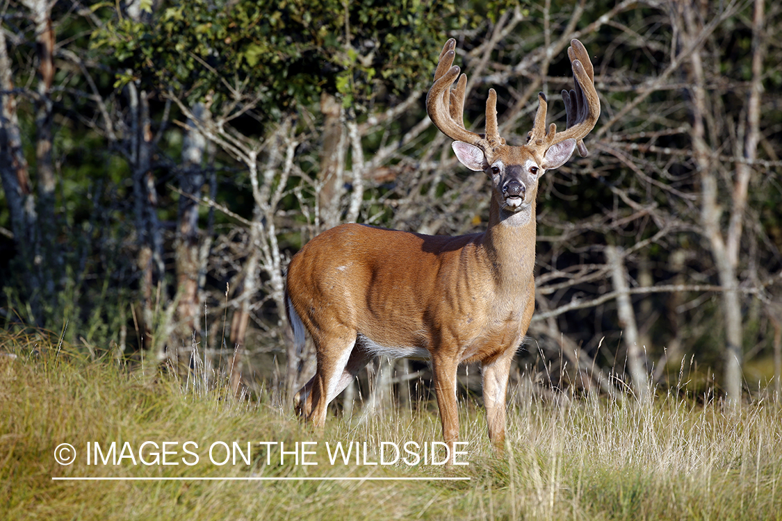 White-tailed buck in field.