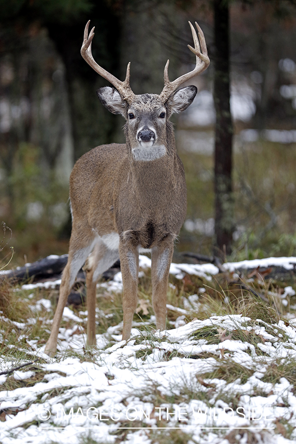 White-tailed buck in field.