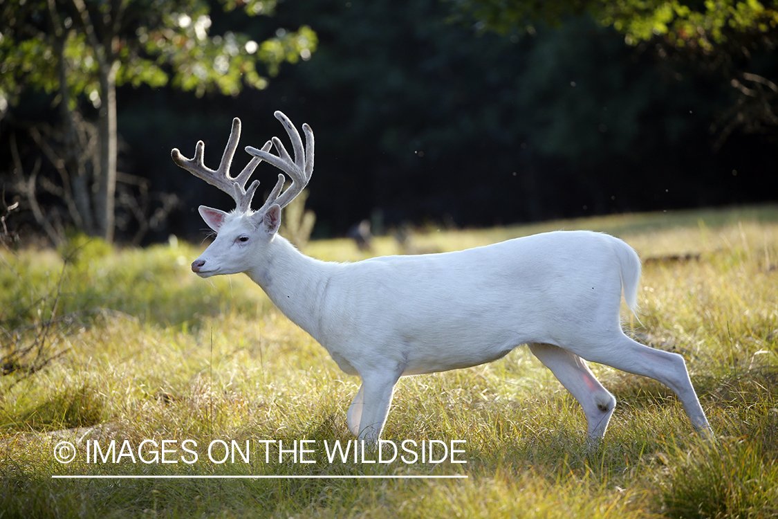 Albino White-tailed buck in Velvet.