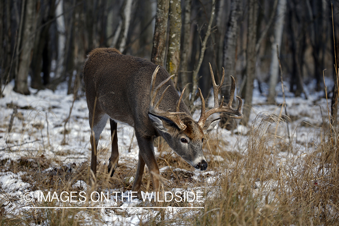 White-tailed buck in the rut.