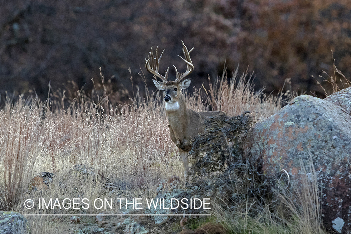 White-tailed buck in field.