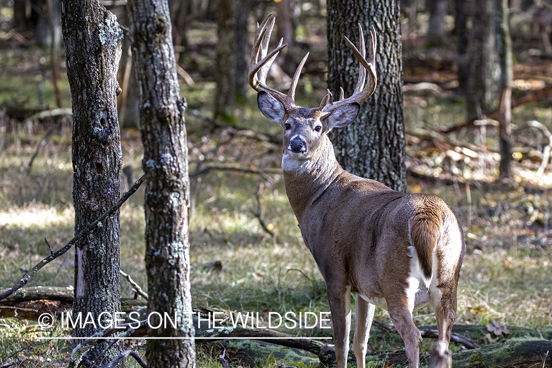 White-tailed buck in field.