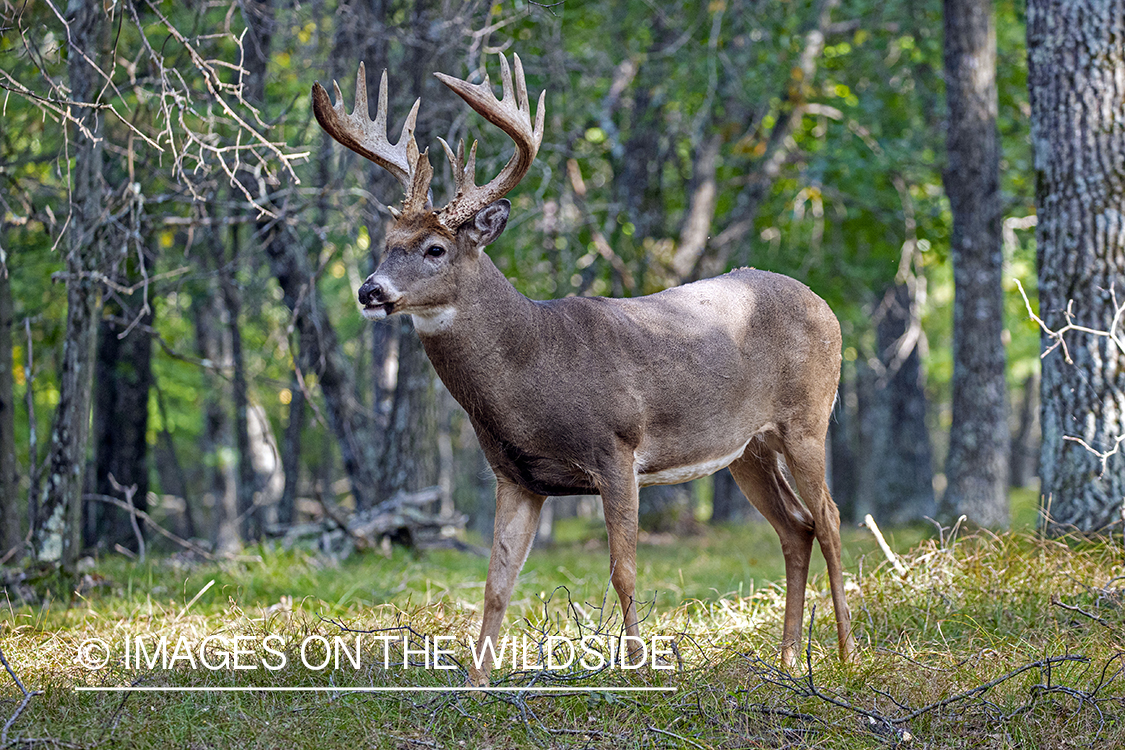 White-tailed buck in field.