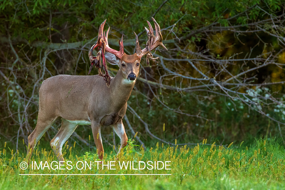 White-tailed buck shedding Velvet.