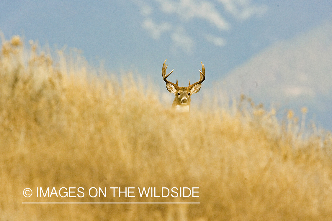 White-tailed deer in habitat