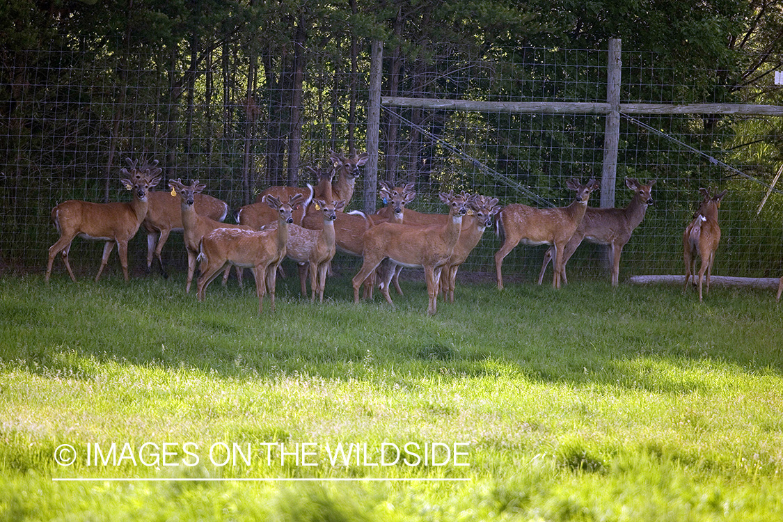 White-tailed deer in captivity