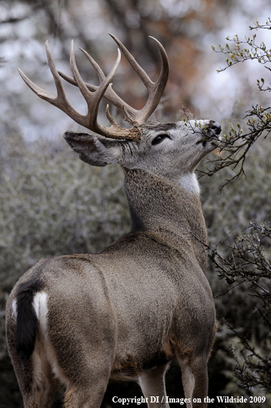 Blacktail buck in habitat.