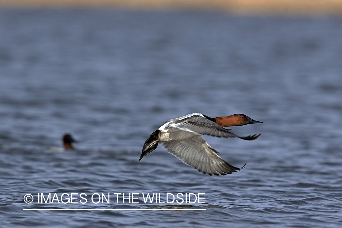 Canvasback in flight.