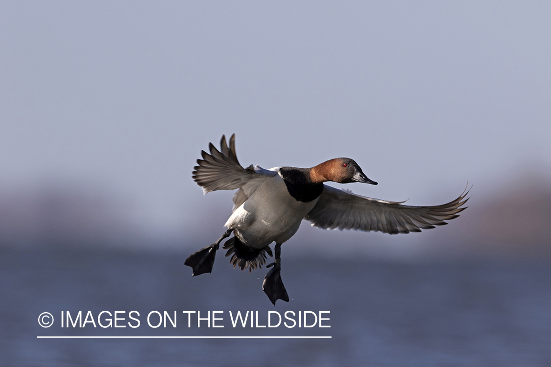 Canvasback drake in flight.