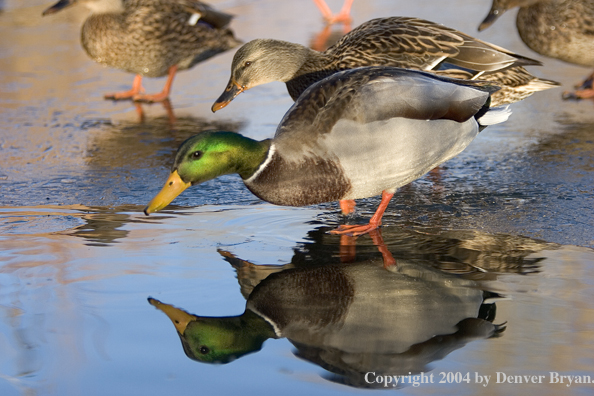 Mallards on ice.