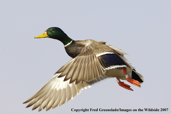 Mallard duck