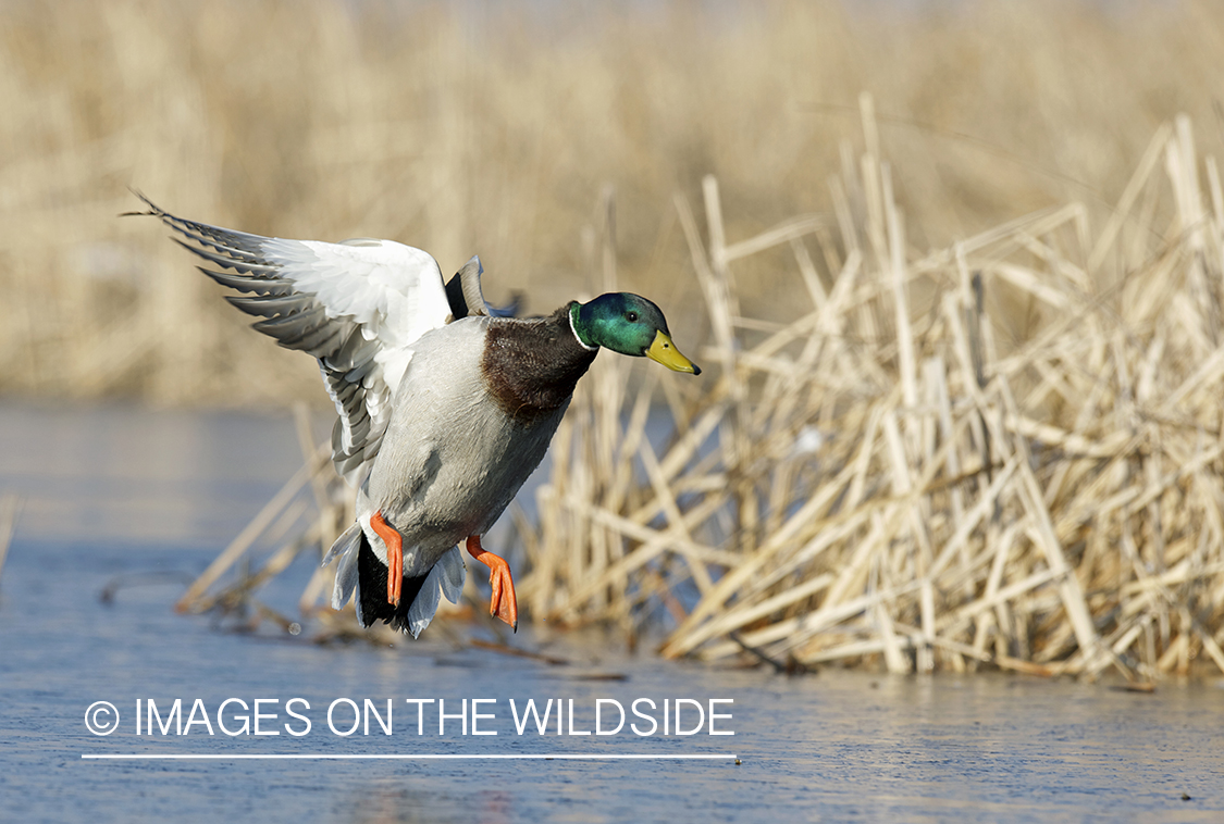 Mallard duck landing in habitat.