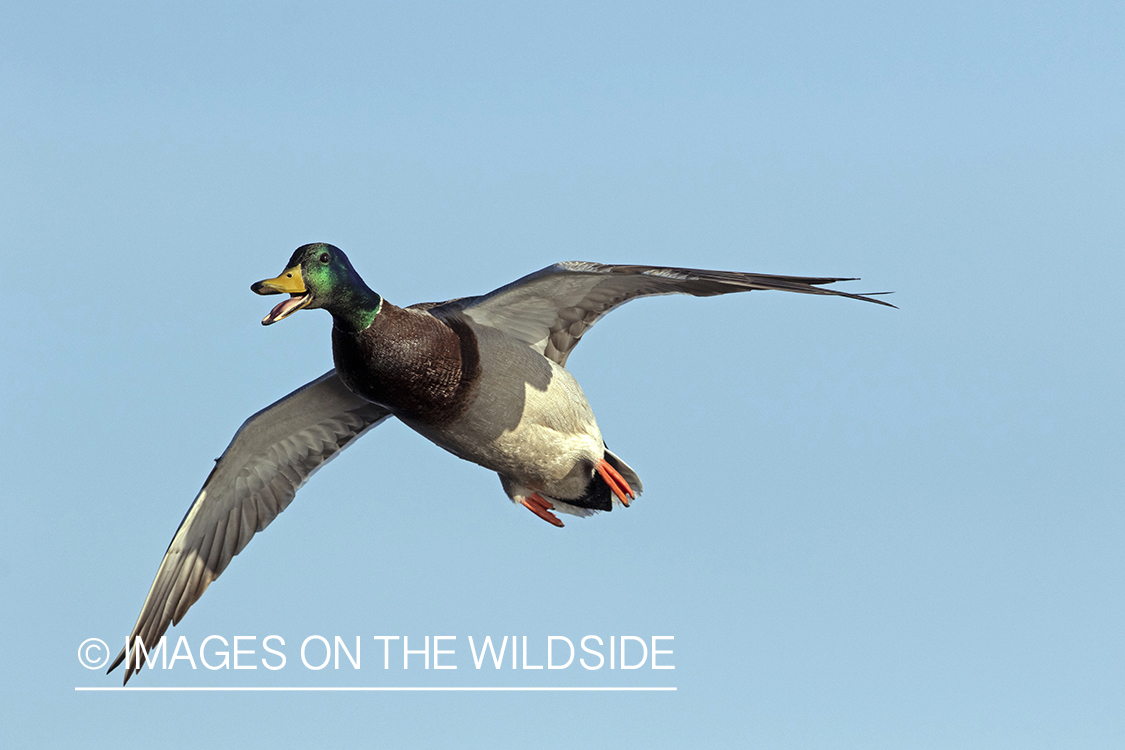 Mallard drake in flight.