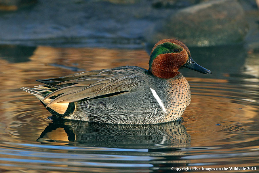 Green-winged Teal drake in habitat.