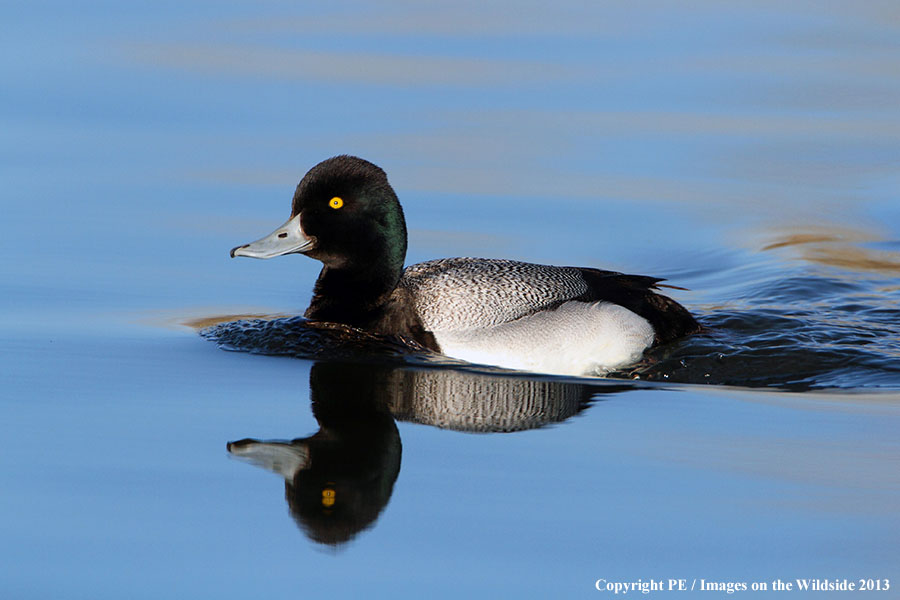 Lesser Scaup drake in habitat.