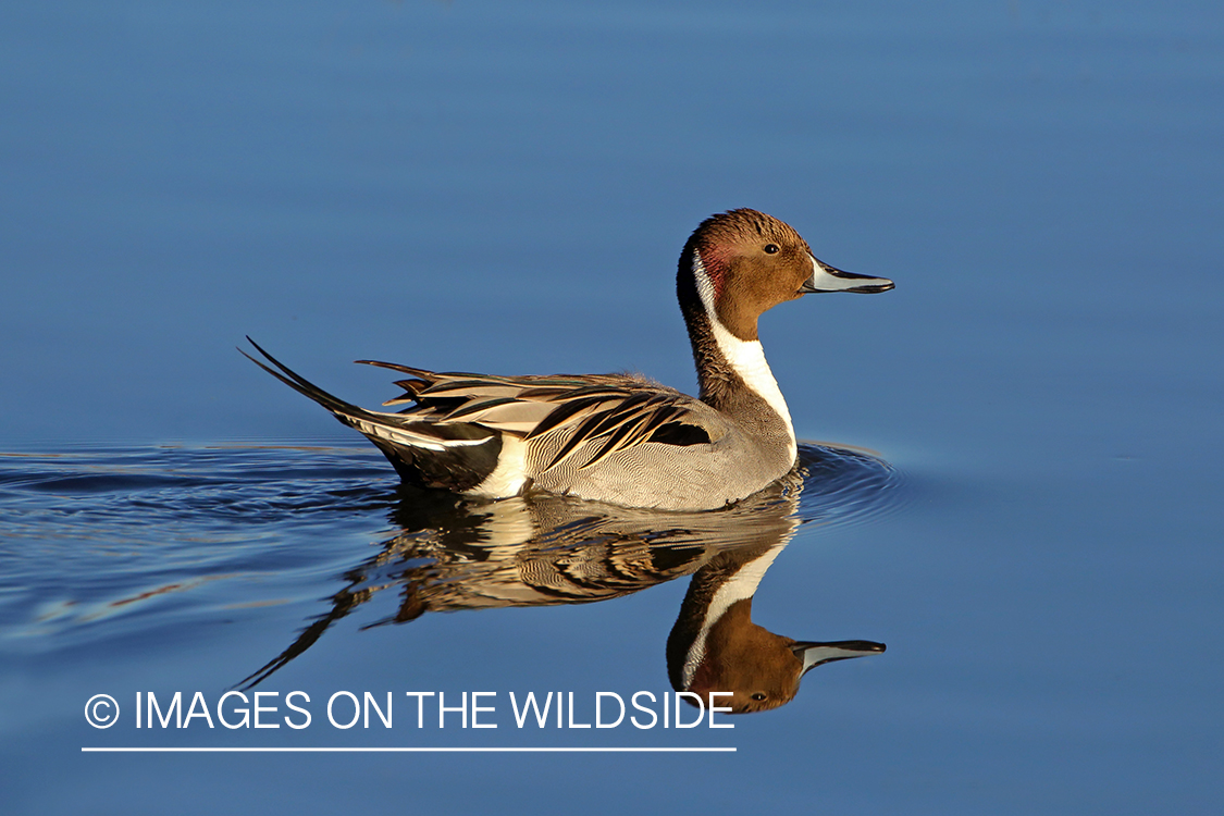 Pintail duck in habitat. 