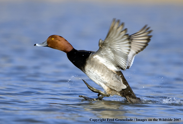 Redhead duck in habitat