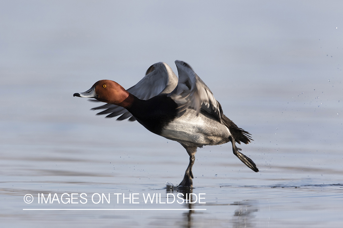 Redhead taking off from water.