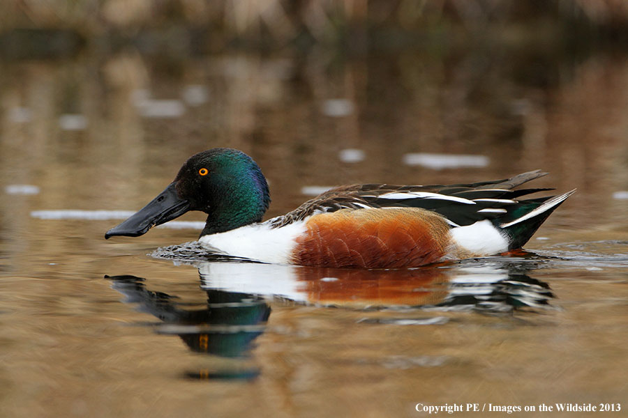 Shoveler duck in habitat.