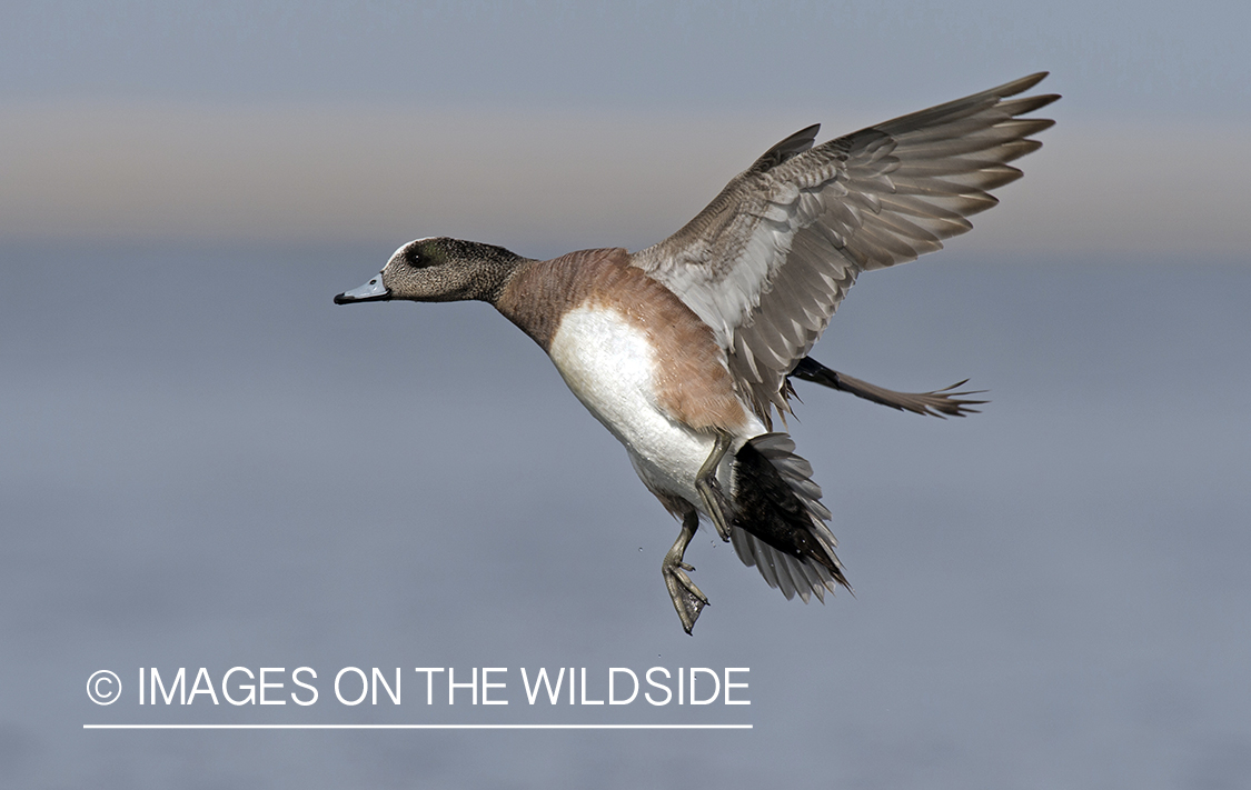 Wigeon in flight.