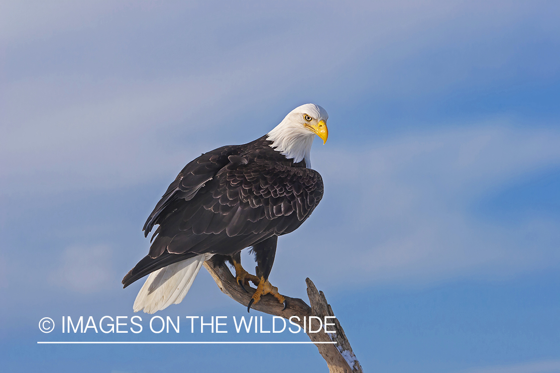 Bald eagle perched on dead tree.