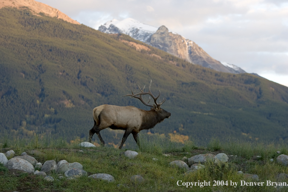 Rocky Mountain bull elk in habitat.