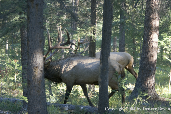 Rocky Mountain bull elk in habitat.